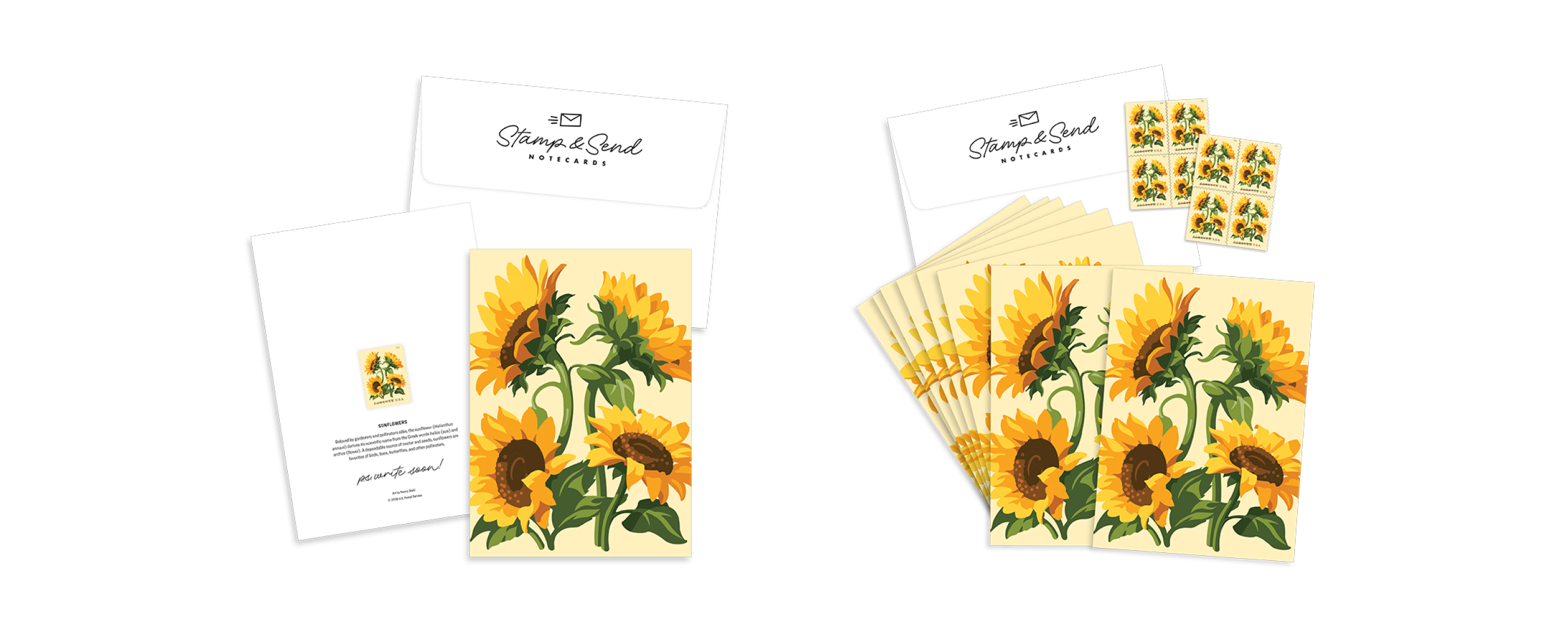 Sunflower Notecards available in The Postal Store.